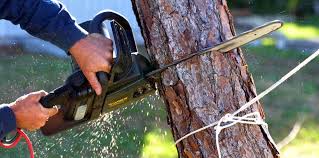 Best Tree Health Inspection  in Cuba City, WI