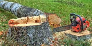 Best Tree Risk Assessment  in Cuba City, WI